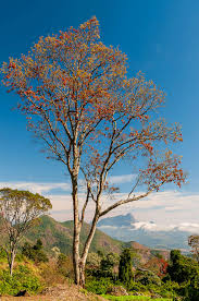 Image result for Erythrina falcata