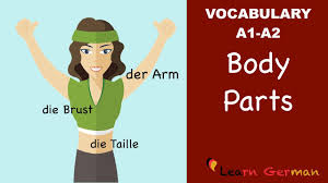 You can listen to the pronunciations by clicking on the images. Learn German German Vocabulary Die Korperteile Body Parts Der Korper A1 Youtube