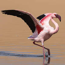 Image result for Lessertia falciformis