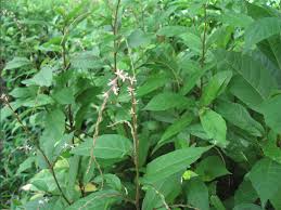 Image result for Petiveria