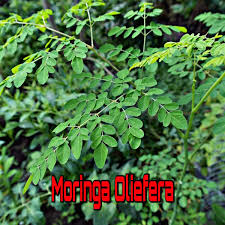 Antioxidant activity and total phenolic content of moringa oleifera leaves in two stages of maturity. Artami Hijrah Resources Home Facebook