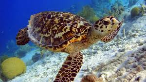 It is the only extant species in the genus eretmochelys. Critically Endangered Turtles Are Being Poached For Jewelry Earth Com