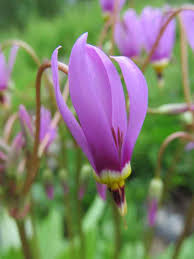 Alaska's wild iris can be found in the interior and the southern parts of the state in june, one of the summer's earliest blooming flowers. Meet Alaska S Wildflowers In Spring Make It A Garden