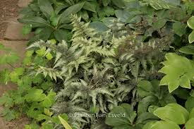Image result for Athyrium newtonii