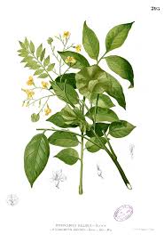 Image result for Pterocarpus
