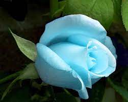 Blossoming wild rose on blue sky panorama. Sky Blue Rose Wallpaper Novocom Top