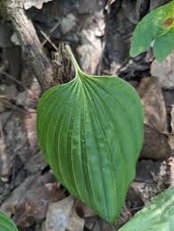 Image result for Helinus integrifolius