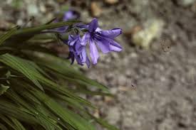 Image result for Babiana