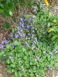 Bellflower Garden Inspiration Bellflower Campanula