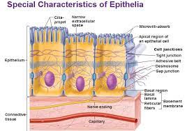 Special Characteristics Of Epithelia Epithelium Cell Junction Basement Membrane Serous Membrane