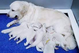 Puppies are sent home with akc limited registration. English Cream Retrievers Southern Sugar Has Golden Retriever Puppies For Sale In Barnesville Ga On Akc Pup Golden Retriever English Golden Retrievers Lab Dogs