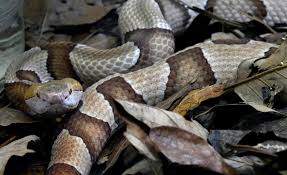 Poisonous Venomous Snakes In North Carolina With Photos