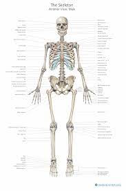 Anterior view of skull by mbigler 37,538 plays 11p image quiz. Skeleton Illustrations Medical Illustrations Of The Skeletal System Skull