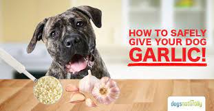 Can Dogs Eat Garlic The Bottom Line Garlic For Dogs Dogs Naturally Magazine Can Dogs Eat