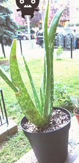 Pull off or snip off any dried out leaves. Should I Remove A Damaged Aloe Vera Leaf Gardening Landscaping Stack Exchange