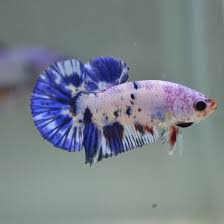Betta Fish In 2020 Betta Fish Siamese Fighting Fish Breeding Betta Fish
