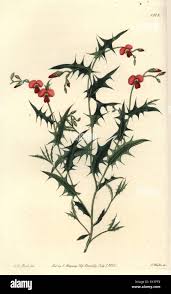 Image result for Hymenophyllum triangulare