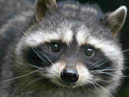 However, it only takes a single coyote to kill a raccoon, given their difference in size. Keeping And Caring For Raccoons As Pets