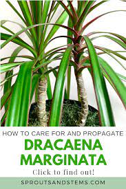 Easy Dracaena Marginata Care Guide Dracaena Plant Marginata Plant Trees To Plant