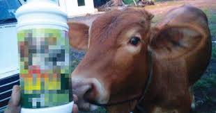 We did not find results for: Lembu Seludup Disuntik Hormon