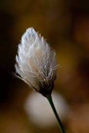 Image result for Hexasepalum sarmentosum