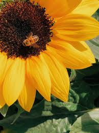 Plant lavender in pots or directly into your garden soil. Top 5 Bee Friendly Flowers For Your Garden Florismart