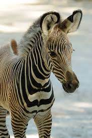 Beautiful Baby Zebra Share Moments Cute Baby Animals Cute Animals Baby Zebra