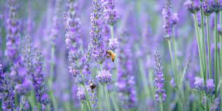 And here is a list of 20 best beautiful flowers to accompany the world of the bee. 20 Flowering Plants That Attract Bees Pollinator Friendly Plants