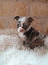 Red Merle Long Haired Chihuahua Cowboycoloredminis Cute Animals Cute Puppies Chihuahua