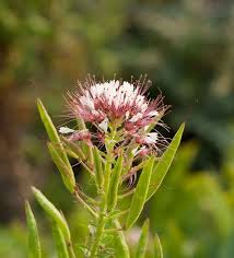 Image result for Cleome houtteana