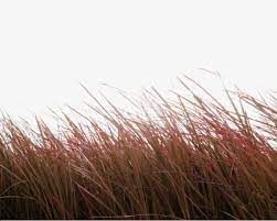 Brown Simple Grass Decoration Pattern Png And Clipart Blur Photo Background Photo Background Images Blue Background Images