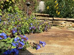 Image result for Plumbago amplexicaulis