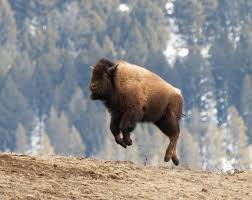 Check out five incredible facts about america's national mammal. Yellowstone Bison Cannot Fly Despite What It Seems