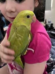 Is this blue bird wild or lost in the AMR area?