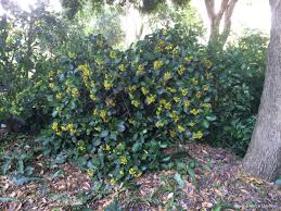 Image result for Psychotria cinerea