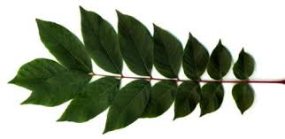 ウルシ科ウルシ属ヤマウルシ Rhus Trichocarpa