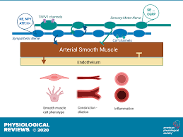 Sympathetic And Sensory Motor Nerves In Peripheral Small Arteries Physiological Reviews