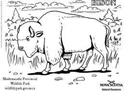 Kleurplaat Bizon Afb 6007 Animais Para Colorir Paginas Para Colorir Desenhos Animados