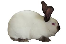 Image result for RABBIT