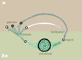 Ini dikarenakan adanya ekanisme tertentu pada saat awal perkembangbiakan. Meiosis Wikipedia Bahasa Indonesia Ensiklopedia Bebas