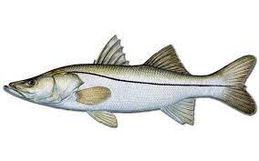 Snook Steady Fishing Charters