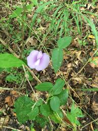 Image result for Centrosema