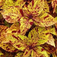 Image result for Coleus melleri