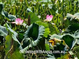 It known as the sacred lotus, and carries its flowers on long stalks above the water. Nelumbo Nucifera Lotus Gardening With Angus