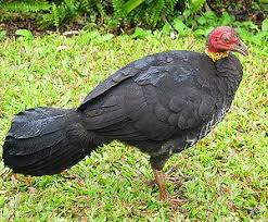 Guinea Fowl Birds That Look Like Turkeys Megapode Bird List Of Birds Australian Birds