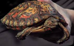 Central American Wood Turtle Wood Turtle Turtle Central American