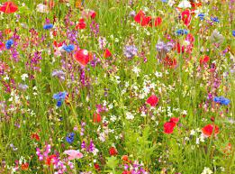 …let's run around the fields & hills of the world & listen to indie music! Meadow Gardens Designscapes Of Nc Ltd