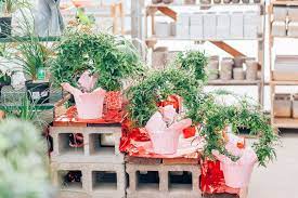 Hardy in usda plant hardiness. Dutch Saskatoon The Jasmine Plant Is Known To Help Ease Facebook