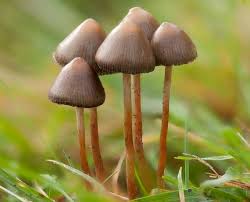 psilocybe semilanceata magic mushroom liberty cap