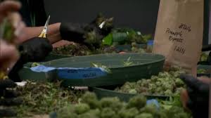 We hope you find much useful information. Oklahoma Medical Marijuana Authority Adds Grace Period For Expired Licenses Kfor Com Oklahoma City